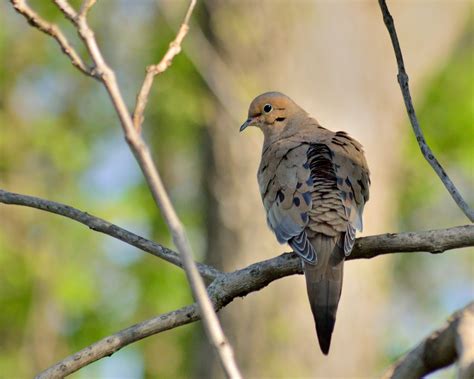 Mourning Dove - Birds and Blooms