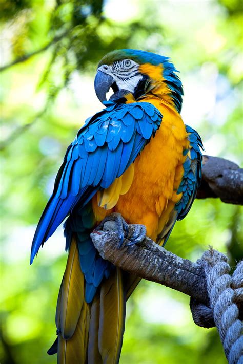 Macaw Parrot Bird Bright Colorful Hd Phone Wallpaper Peakpx