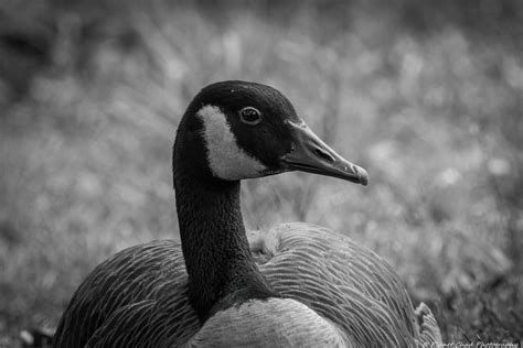 Corinne Carroll On Twitter Rt Planet Chad A Canada Goose Also Commonly Known As A Canadian