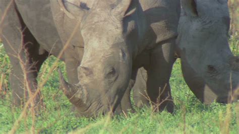 Rhino Horn Trade Triggers Extinction Threat Cnn