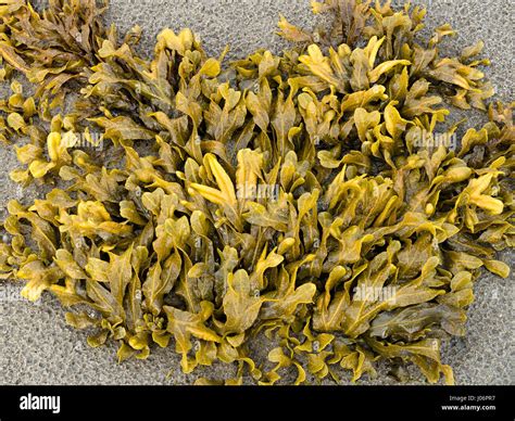Spiral Wrack Fucus Spiralis Seaweed Scotland Uk Stock Photo Alamy