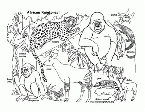 Animals In The Rainforest Coloring Pages Coloring Walls
