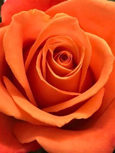 Find images of flower border. Beautiful !!!!! | Orange roses, Beautiful roses, Pretty ...