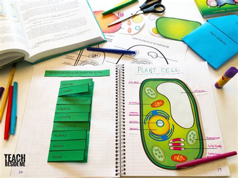 The cheek cell, an example of an animal cell, generally has a circular, oval shape. Biology Cell Diagram Interactive note taking | Cell ...