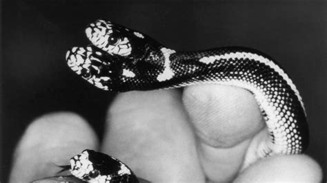 The Hydra Might Actually Have Existed. Here's Why