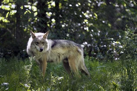 New Mexico Rejoins Pact To Restore Mexican Gray Wolves Wolves