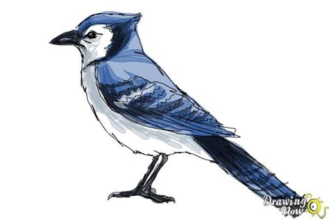 How To Draw A Blue Jay Drawingnow