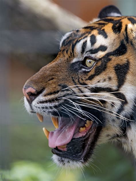 Sumatran Tiger With Open Mouth Sumatran Tiger Animals Tiger