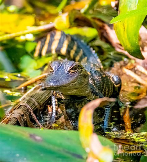 Baby Alligator Photograph By Michael Oliver Fine Art America