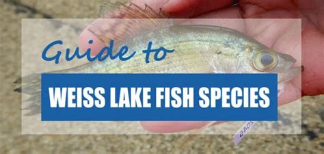 List Of Fish Species In Weiss Lake 2023 Updated Pond Informer