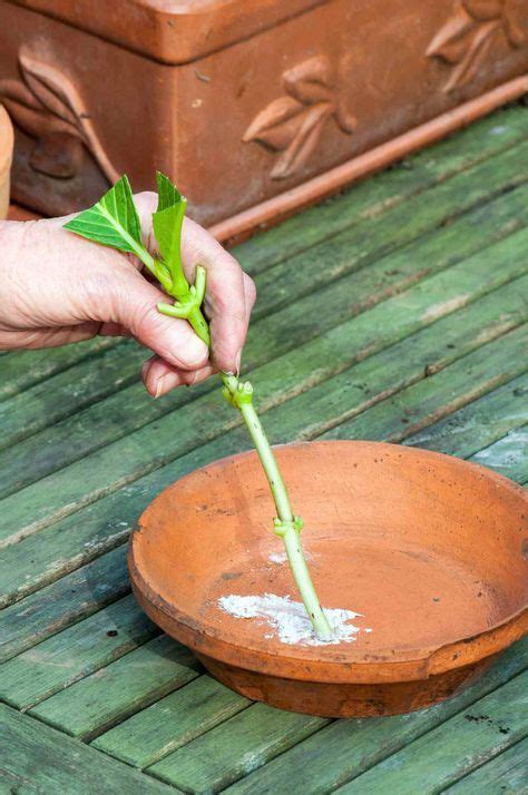 Bei idealo.de günstige preise für wasserspender für pflanzen vergleichen. Wurzelhormon für Stecklinge selber machen und die ...