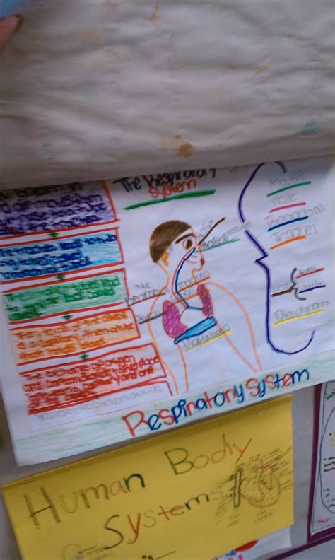 Apps, printables, books, crafts and more science ideas for little ones to learn and explore with as they learn more about themselves and their friends! Human Body Systems example booklet cont. (5th grade ...
