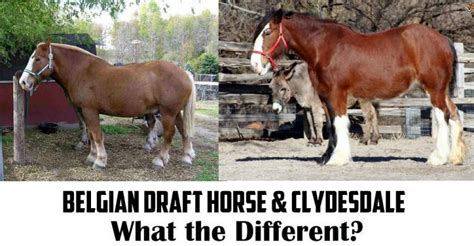 How Similar Are The Belgian Draft Horse Vs Clydesdale Horse Is Love