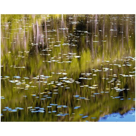 Christopher Burkett Sunrise Wild Reeds And Waterlilies Photography West