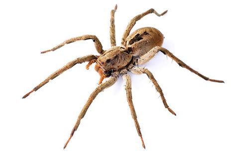 Aranhas De Grama é Venenosa