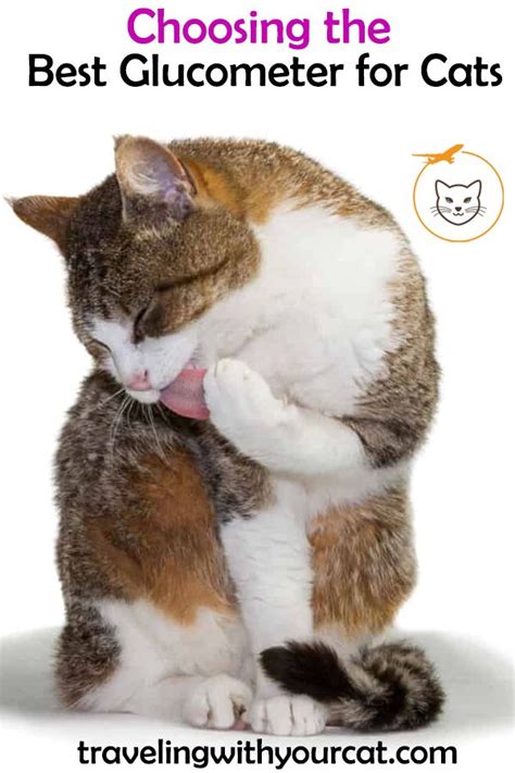 Choosing the Best Glucometer for Cats | Diabetes cat, Cats ...