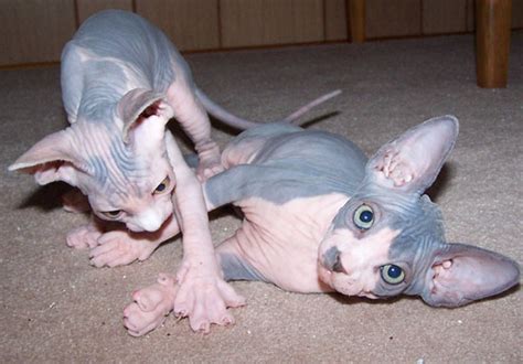 Help keep this page updated: Hairless Sphynx Kittens for Adoption .: SPHYNX kittens for ...
