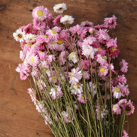 Stunning preserved & dried flower bouquets and bunches that last and last. Immortelle d'Australie Pink - dried flower for floral ...