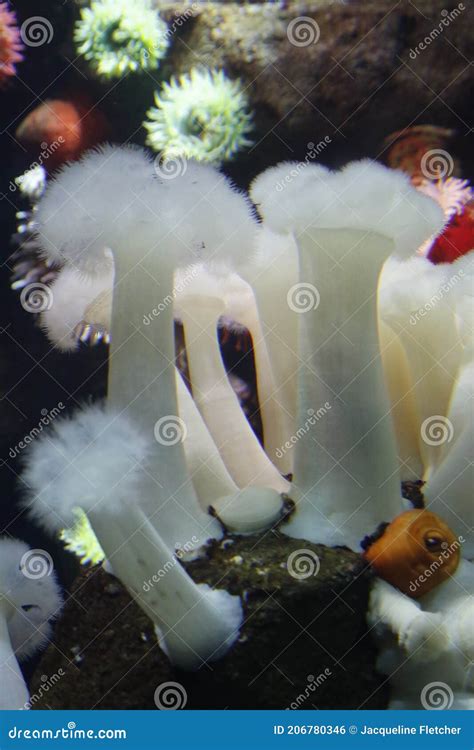 Beautiful White Underwater Mushrooms Stock Photo Image Of Current