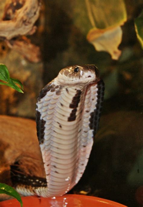 Indochinese spitting cobra facts and pictures | reptile fact. Indochinese spitting cobra - Wikipedia