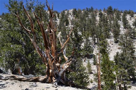 Day Trip From Bishop Explore The Ancient Bristlecone Pine Forest
