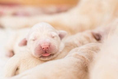 That being said, some dogs do have trouble giving birth and may need some assistance. Helping Your Pregnant Dog Give Birth | The Process Of Birthing Puppies
