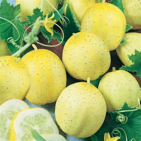 Lemon Cucumber Garden Seeds 1 Oz Non Gmo Heirloom Vegetable