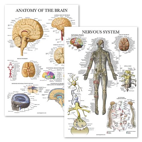Anatomy Of The Brain Anatomical Chart Mx