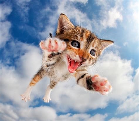Kittens Pouncing Adorable Photo Gallery Time