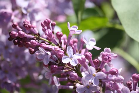Lilac Flowers Starting To Bloom Picture Free Photograph Photos