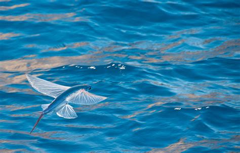 The Atlantic Flying Fish A Sight Always Worth The Trip Saltwater Angler