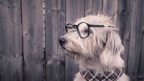 Dog With Glasses Wallpapers High Quality Download Free