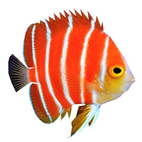 Peppermint Angelfish Coral Reef Fish Fish Png Download 710710