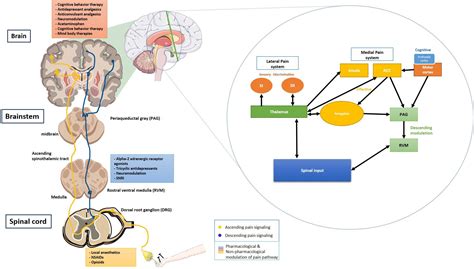 Frontiers Cognition And Pain A Review