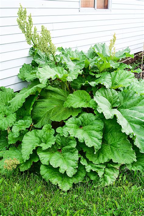 Growing Rhubarb Everything You Need To Know The Salty
