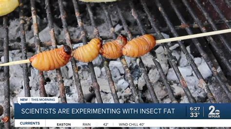 Scientists Are Experimenting With Insect Fat Saying It Could Be A