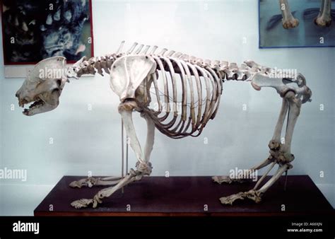 Skeleton Of Giant Panda On Display In Chengdu Panda Stock Photo