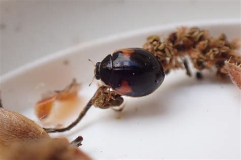 A Quick Guide To Black Ladybirds James Common