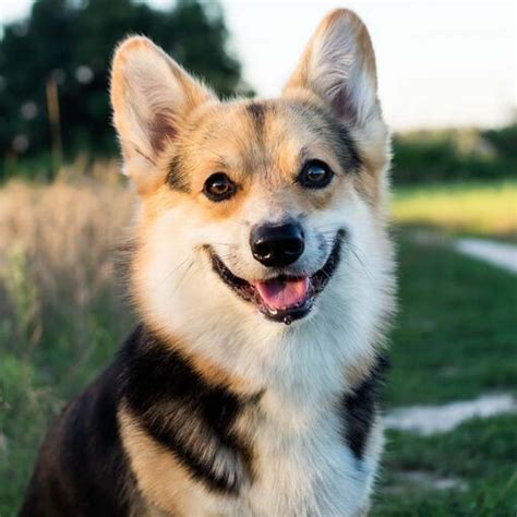 Cardigan Welsh Corgi