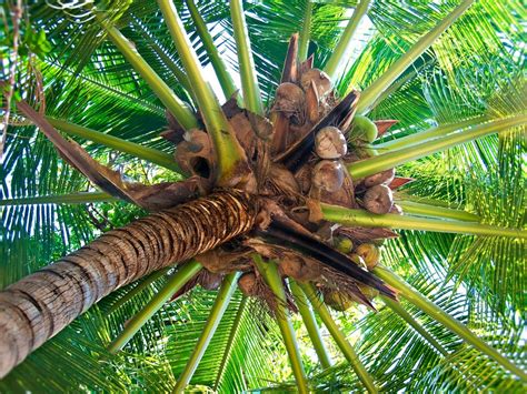 Menyewakan Pohon Kelapa Untuk Diambil Niranya Palmera Con Cocos
