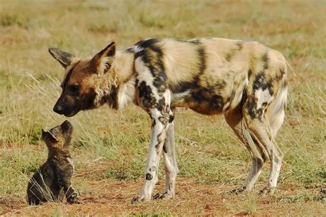 African Wild Dog Facts Diet Habitat And Pictures On Animaliabio