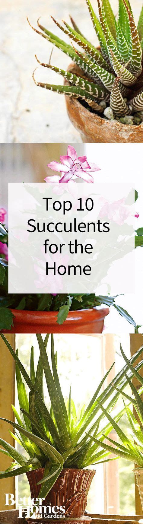 These 10 Succulents Are Some Of The Easiest To Grow Indoors Succulent