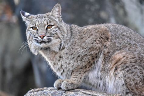 Can A Bobcat Mate With A Domestic Cat Kitty Devotees