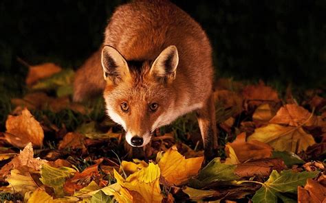 Fox At Fall Forest Autumn Leaves Wildlife Colors HD Wallpaper Peakpx