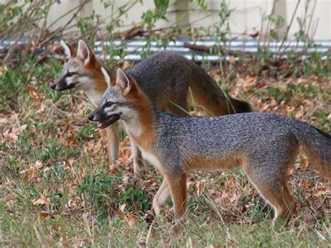 Gray Foxes Get Some Help Dfw Urban Wildlife