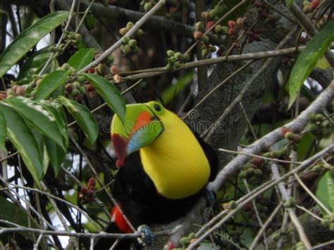 A Toucan Posing For A Photo In The Middle Of The Tropical Jungle