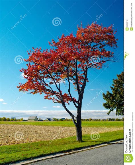 Red Autumn Tree Stock Photo Image Of Scenic Leaf Landscape 6263910