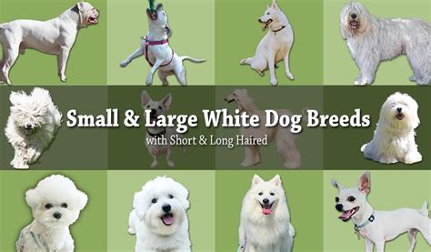 Here's a look at a few breeds often recognized because of its long, silky white hair, the maltese is a quintessential lap dog known for largely indoor dogs, maltese do not need outdoor exercise beyond short walks and socialization. 20 Small & Large White Dog Breeds (Short & Long Haired)