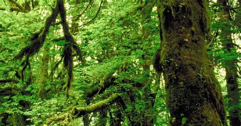 Características Especiales De Los Biomas De Selva Tropical El Bioma De