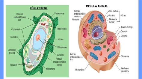 Resultado De Imagen Para Celula Animal Vegetal Procariota Y Eucariota